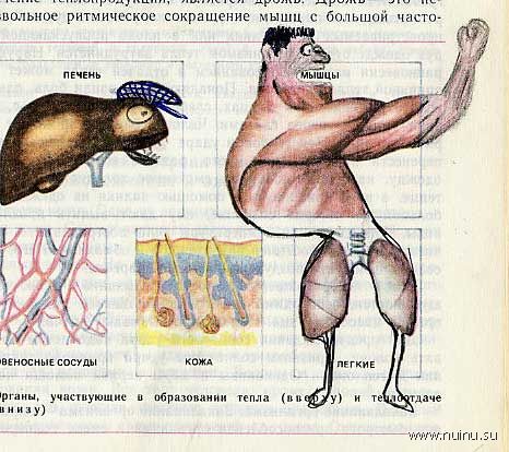Школьные извращения над учебником биологии (33 фото)