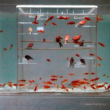 Креативные аквариумы (15 фото)