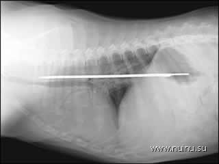 Необычные рентгеновские снимки (16 фото)