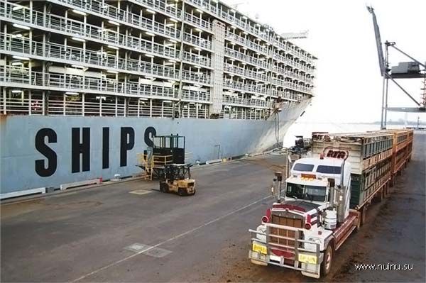 Самый большой корабль для перевозки скота (8 фото)